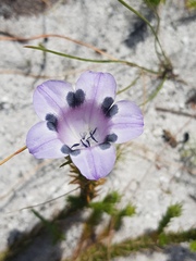 Roella maculata