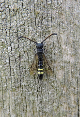 Monosapyga clavicornis