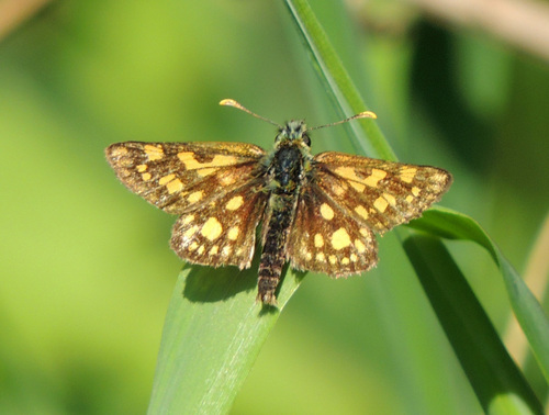 Chequered Skipper, Goirle, Nederland, photo 9 of 10