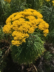 Hymenolepis crithmifolia