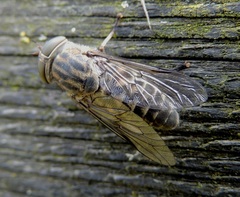Tabanus bromius