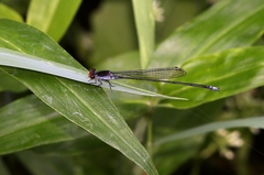 Pseudagrion pruinosum