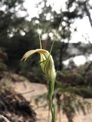 Pterostylis grandiflora