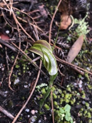 Pterostylis grandiflora