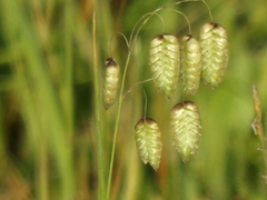 Briza maxima