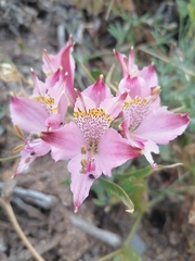 Alstroemeria hookeri