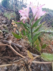 Alstroemeria hookeri