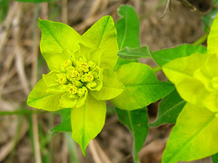 Euphorbia flavicoma