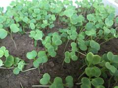Brassica oleracea
