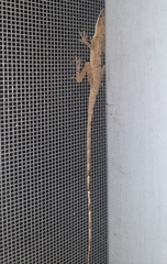 Anolis antonii