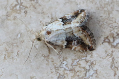 Maliattha amorpha