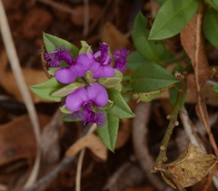 Polygala amatymbica