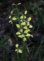 Diuris abbreviata