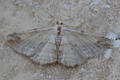 Syneora lithina