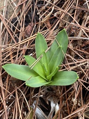 Scilla hyacinthoides