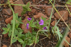 Polygala amatymbica