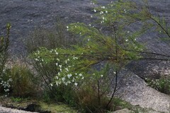 Prostanthera nivea