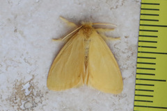 Euproctis crocea