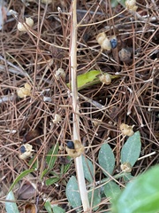 Scilla hyacinthoides