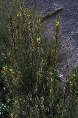Acacia venulosa