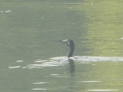 Phalacrocorax fuscicollis