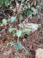 Scutellaria brevibracteata