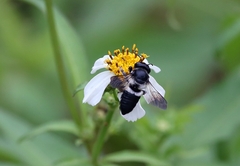 Megachile conjuncta