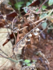 Scutellaria brevibracteata