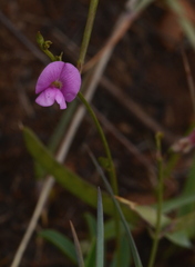 Tephrosia capensis
