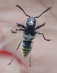 Tomopterus