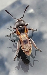 Tomopterus