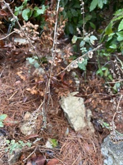 Scutellaria brevibracteata