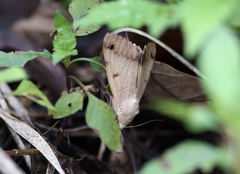 Ophiusa disjungens