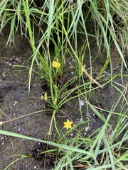 Hypoxis filiformis