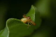 Diaea ambara