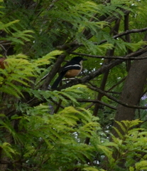 Laniarius ferrugineus