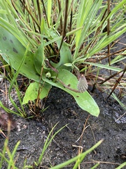 Ledebouria asperifolia