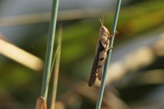 Stenocatantops angustifrons