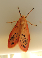 Miltochrista miniata