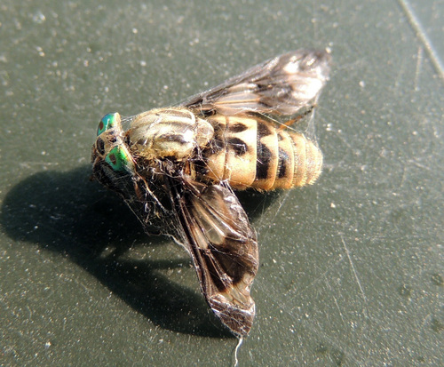 Twin-lobed Deer Fly, 5944 Arcen, Nederland, photo 9 of 10
