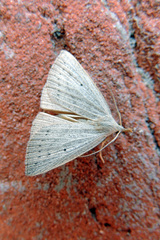 Macrochilo cribrumalis