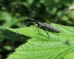 Agapanthia villosoviridescens