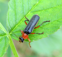 Cantharis pellucida
