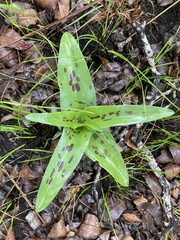 Ledebouria asperifolia