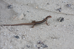 Sphenomorphus maculatus