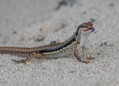 Sphenomorphus maculatus