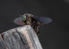 Xylocopa latipes