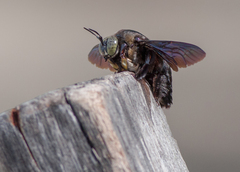 Xylocopa latipes