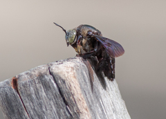 Xylocopa latipes