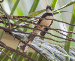 Rhipidura javanica